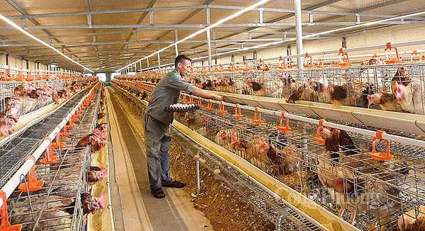 Việt Nam đứng thứ 10 thế giới về đầu con với đàn gà (ảnh Nguyễn Hạnh)