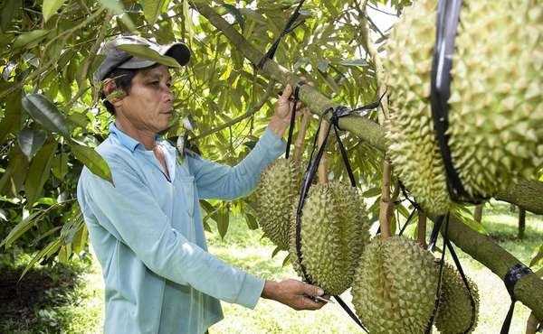 Sầu riêng là một trong loại trái cây chủ lực