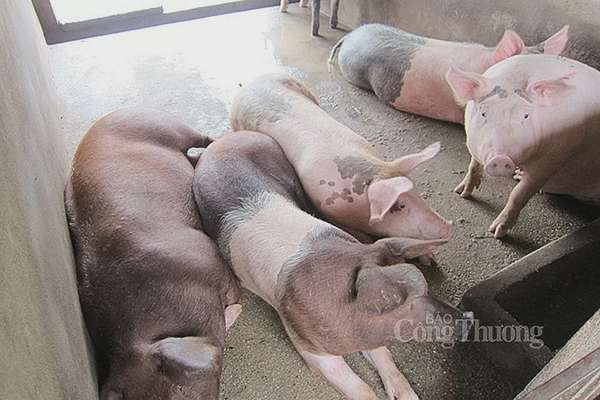 Giá heo hơi hôm nay ngày 9/8/2024: Giảm 1.000 đồng/kg, cao nhất nhất 66.000 đồng/kg