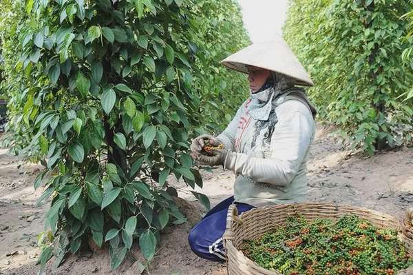 Nguyên nhân nào khiến giá hồ tiêu giảm liên tục?