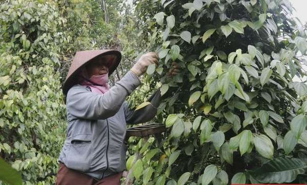 Dự báo giá tiêu ngày 15/8/2024: Tăng mạnh trở lại