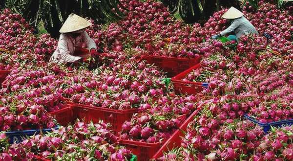 Giá nông sản hôm nay 15/8/2024: Tiêu tăng 2 ngày liên tiếp; giá cau cao gấp 10 lần năm ngoái