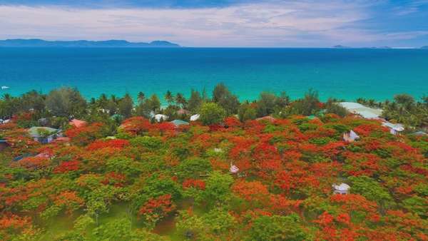 Bức tranh màu sắc tươi đẹp của rừng phượng hơn 3,5 hecta tại TTC Van Phong Bay Resort và biển Dốc Lết.