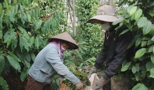 Giá tiêu hôm nay 25/8/2024: Giá hồ tiêu không chỉ lên mức 300.000 – 400.000 đồng/kg có thể còn lên nữa