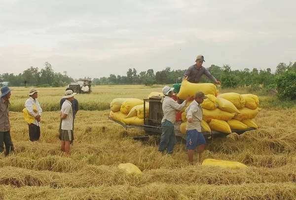 Giá lúa gạo hôm nay 2/9/2024