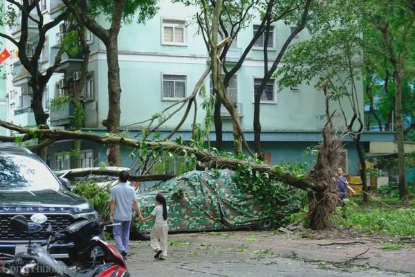 Bảo hiểm chi trả ra sao khi cây đè bẹp ô tô sau siêu bão?