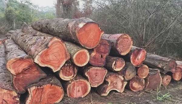Hải quan TP. Hồ Chí Minh nghi ngờ Công ty TNHH Blaw và Cộng sự có dấu hiệu buôn lậu gỗ. Ảnh MH
