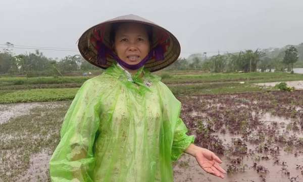 Hà Nội: Mưa lớn gây ngập úng, nhiều hộ trồng rau mất trắng