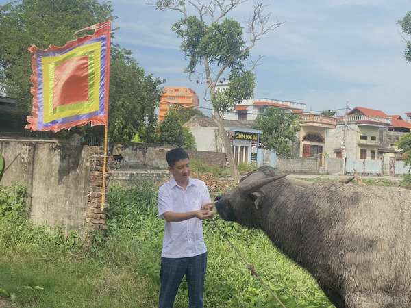 Hải Phòng: Lễ hội chọi trâu Đồ Sơn năm 2024 đậm nét truyền thống người miền biển