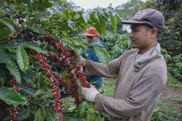 Dự báo giá cà phê 20/9: Khan hiếm nguồn cung có thể tái diễn vào năm tới