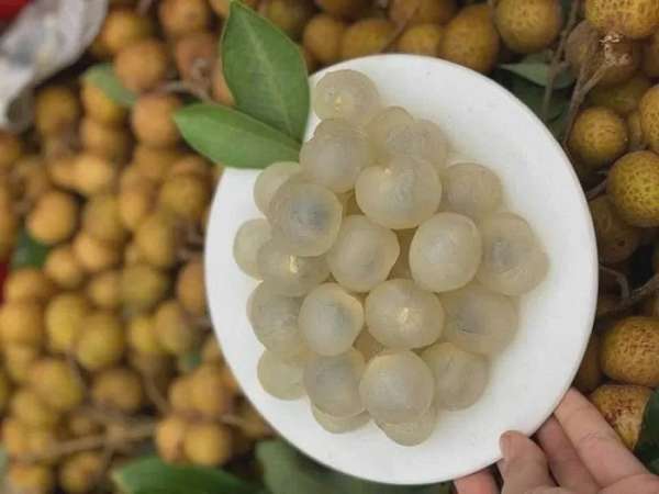 Nhãn lồng Hưng Yên: Từ bảo tồn nguồn gen đến khẳng định vị thế trên thị trường