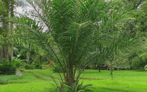 HAGL Agrico xử lý số nợ 4.228 tỷ đồng, nhận 32.500 ha đất