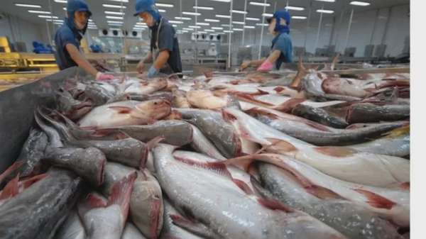 sự vắng bóng của các thương hiệu cá tra nội địa mạnh khiến người tiêu dùng thiếu niềm tin và sự gắn bó. 