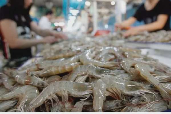 Việc tận dụng hiệu quả các FTA là chìa khóa quan trọng để ngành tôm Việt Nam vươn tới những tầm cao mới.