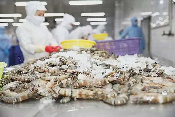 Quý I/2025, xuất khẩu tôm tăng trên 37%