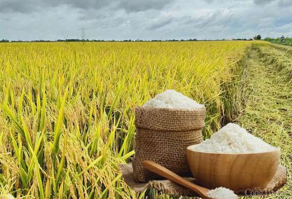 Giá lúa gạo hôm nay ngày 2/4: Lúa tiếp đà tăng mạnh