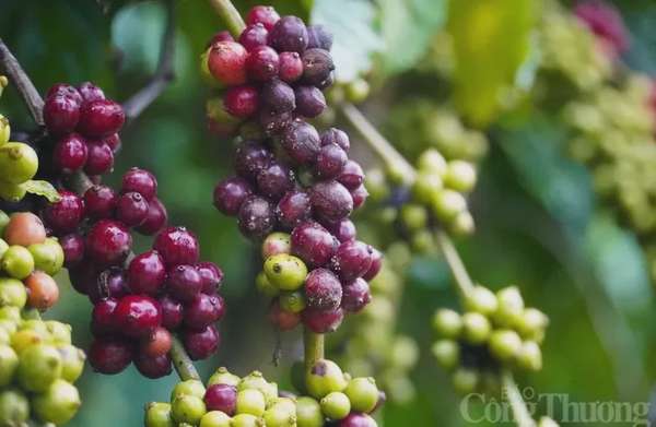 Giá cà phê Robusta giảm 2,32% về 5.010 USD/tấn