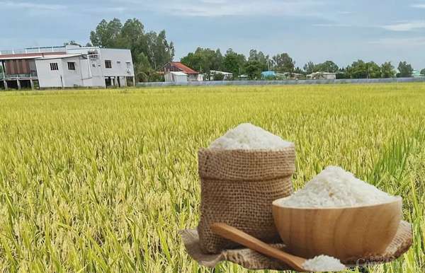 Giá lúa gạo hôm nay ngày 5/4: Lúa tươi tiếp đà tăng