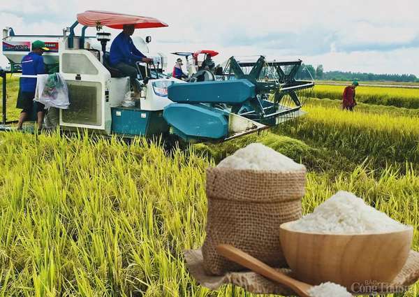 Giá lúa gạo hôm nay ngày 28/3: Lúa tươi tiếp đà tăng
