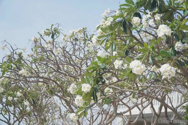 Đẹp ngây ngất mùa hoa sứ ở thành phố Vũng Tàu Đẹp ngây ngất mùa hoa sứ ở thành phố Vũng Tàu
