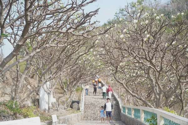 Đẹp ngây ngất mùa hoa sứ ở thành phố Vũng Tàu Đẹp ngây ngất mùa hoa sứ ở thành phố Vũng Tàu