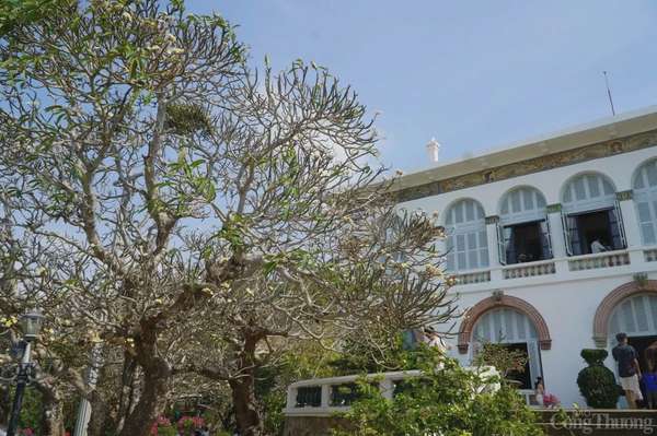 Đẹp ngây ngất mùa hoa sứ ở thành phố Vũng Tàu Đẹp ngây ngất mùa hoa sứ ở thành phố Vũng Tàu