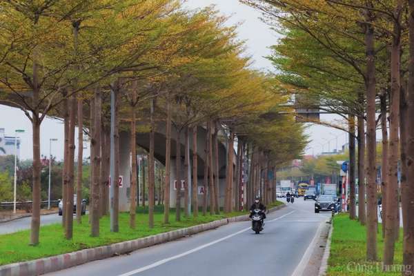 Hà Nội mặc áo vàng mùa thay lá, đẹp như trời Âu Hà Nội 'mặc áo vàng' mùa thay lá, đẹp như trời Âu