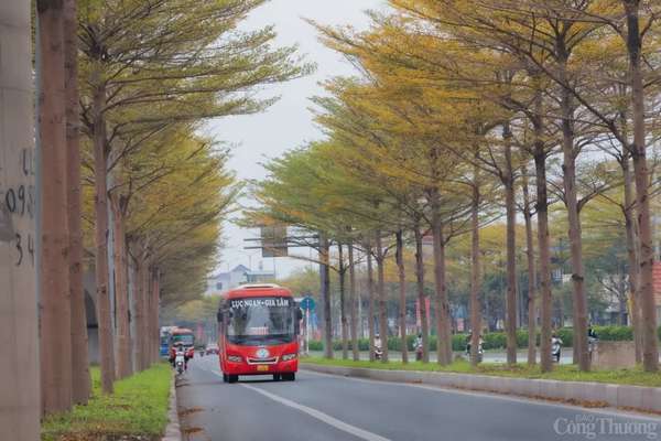 Hà Nội mặc áo vàng mùa thay lá, đẹp như trời Âu Hà Nội 'mặc áo vàng' mùa thay lá, đẹp như trời Âu