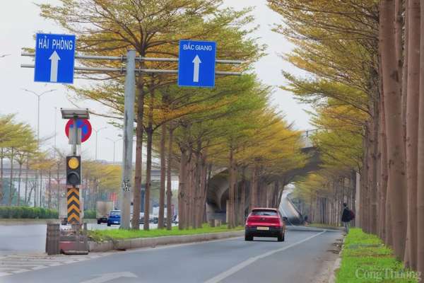 Hà Nội mặc áo vàng mùa thay lá, đẹp như trời Âu Hà Nội 'mặc áo vàng' mùa thay lá, đẹp như trời Âu
