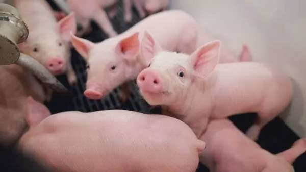 Giá heo hơi hôm nay 20/3/2025: Cả nước thấp nhất 71.000 đồng/kg