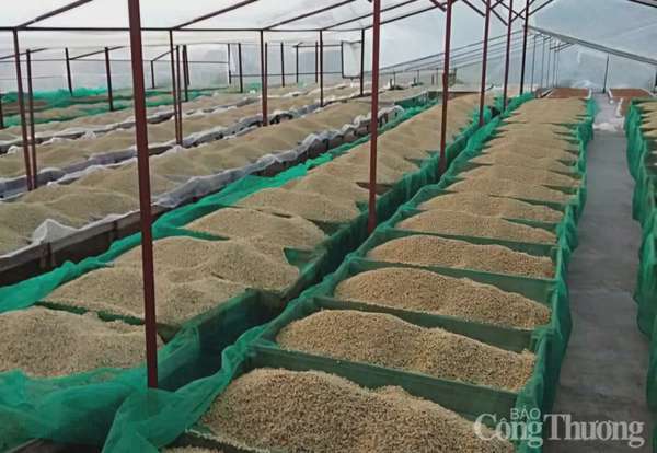 Giá cà phê hôm nay 21/3/2025 trong nước tăng 1.000 đồng/kg