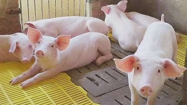 Giá heo hơi hôm nay 23/3/2025: Cao nhất còn 78.000 đồng/kg