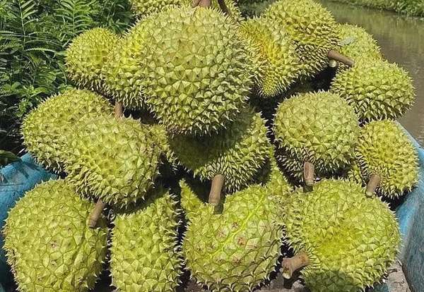 Chỉ khi đảm bảo chất lượng đồng đều, minh bạch và có đạo đức kinh doanh, trái sầu riêng Việt Nam mới có thể giữ vững vị thế trên thị trường trong và ngoài nước. Ảnh minh họa.