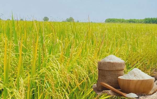 Giá lúa gạo hôm nay ngày 25/3: Lúa, gạo tiếp đà giảm