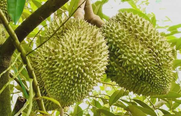 ngày 21/5, Hải quan Trung Quốc (GACC) đã chính thức cập nhật 829 mã số vùng trồng và 131 mã số cơ sở đóng gói sầu riêng của Việt Nam. Ảnh: Lan Anh