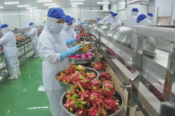 òn gặp khó khăn trong việc đáp ứng các yêu cầu về truy xuất nguồn gốc và chất lượng sản phẩm theo tiêu chuẩn của EU. Ảnh minh họa