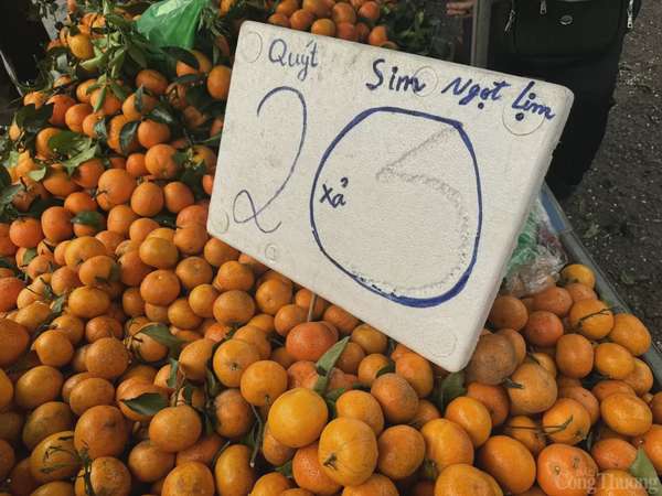 Quýt sim được bán với giá chỉ 20.000đ/kg trên các chợ đầu mối ở Hà Nội. 