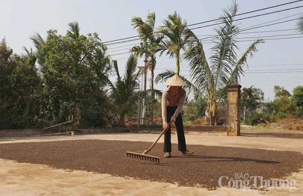 Giá tiêu hôm nay 29/3/2025, trong nước duy trì ổn định