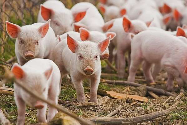 Giá heo hơi hôm nay 29/03/2025: Cả nước cao nhất 77.000 đồng/kg