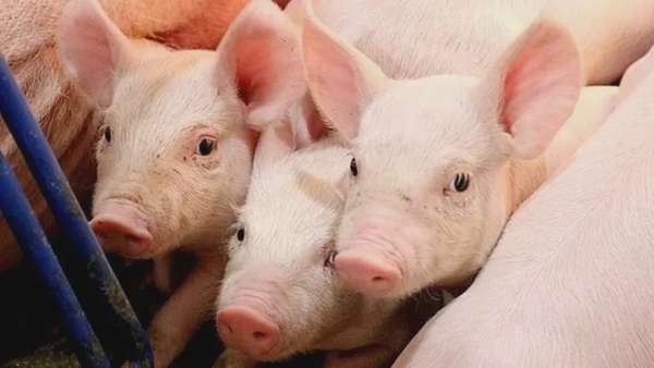 Giá heo hơi hôm nay 1/4/2025: Cả nước thấp nhất 65.000 đồng/kg