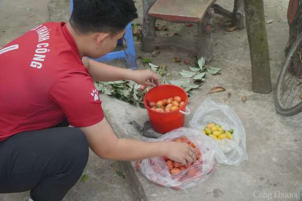Nhót 'nhuộm đỏ' thị trường, dân thủ phủ đua nhau 'hái bạc'