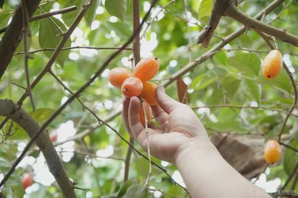 Nhót 'nhuộm đỏ' thị trường, dân thủ phủ đua nhau 'hái bạc'