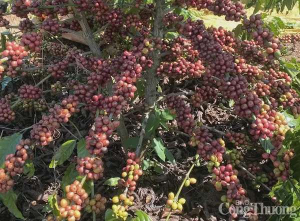 Giá cà phê Arabica “đánh mất” vùng 8.000 USD/tấn