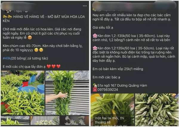 Nhiều cửa hàng online liên tục cập nhật giá hoa loa từng ngày, kèm theo những lời mô tả hấp dẫn phục vụ khách hàng. Ảnh: Chụp màn hình