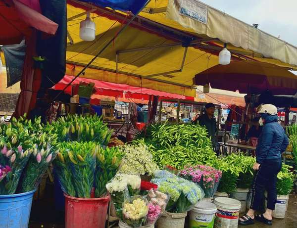 Đang ở đúng độ hoa loa kèn đẹp nhất, nhiều người lựa chọn loài hoa này để trưng trong không gian sống của mình. Ảnh: Minh Tiến