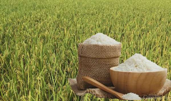 Giá lúa gạo hôm nay ngày 10/4: Lúa gạo biến động nhẹ