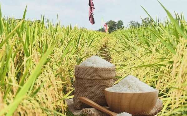 Giá lúa gạo hôm nay ngày 23/4: Gạo chợ giảm mạnh
