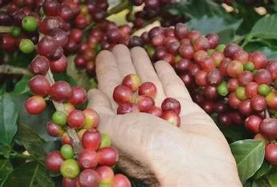 Giá hợp đồng tương lai robusta ICE toàn cầu hiện giao dịch ở mức khoảng 5.390 USD/tấn. Ảnh minh họa
