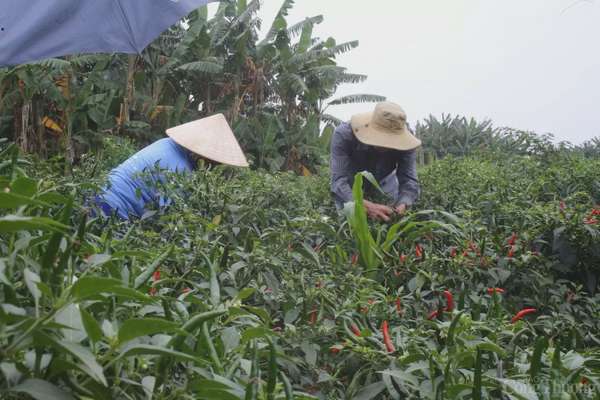 Tận dụng thời điểm giá ớt tăng cao kỷ lục, người dân tỉnh Quảng Ngãi nói riêng và nhiều địa phương miền Trung tranh thủ thu hoạch sớm
