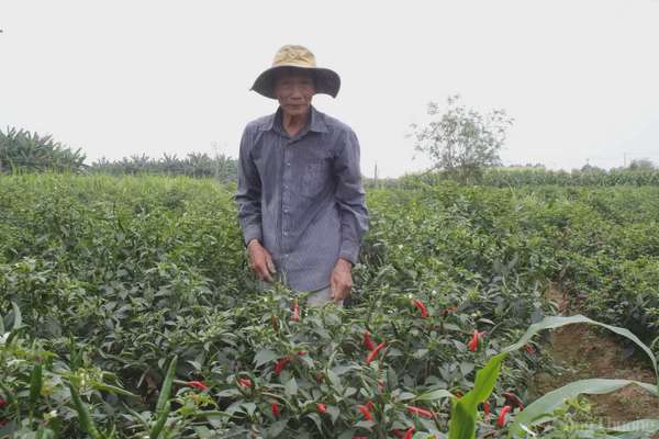 Người dân phấn khởi vì trúng đậm vụ ớt